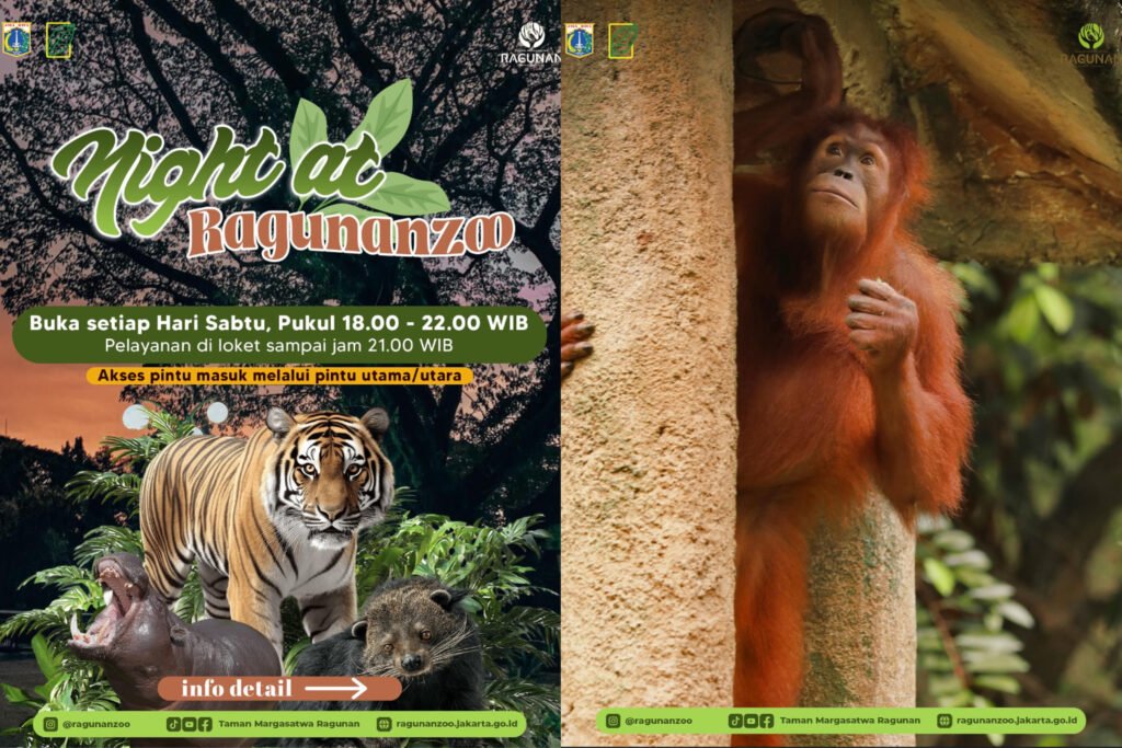 Kebun Binatang Ragunan Buka Malam, Lihat Jadwalnya di Sini!