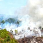 Empat Perusahaan di Kalbar Diperiksa Kemenhut Terkait Karhutla dan Terancam Sanksi