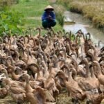 Prioritas Bantuan Ternak Itik di Banten untuk Kelompok: Syarat dan Mekanisme Pengajuan