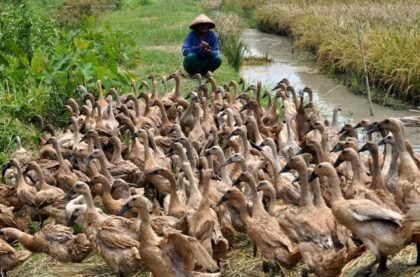 Prioritas Bantuan Ternak Itik di Banten untuk Kelompok: Syarat dan Mekanisme Pengajuan