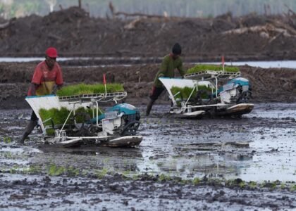 PANEN RAYA - Dody Hanggodo menginstruksikan jajarannya di Kementerian PU memastikan ketersediaan air untuk mendukung panen raya pertama di kawasan KSPEAN di Wanam, Kabupaten Merauke, Papua Selatan. Sejumlah alternatif sumber air disediakan. Berikut selengkapnya, Selasa (29/9/2026). HUMAS KEMENPU/REPRO