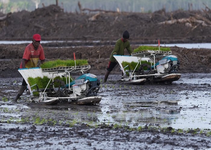 PANEN RAYA - Dody Hanggodo menginstruksikan jajarannya di Kementerian PU memastikan ketersediaan air untuk mendukung panen raya pertama di kawasan KSPEAN di Wanam, Kabupaten Merauke, Papua Selatan. Sejumlah alternatif sumber air disediakan. Berikut selengkapnya, Selasa (29/9/2026). HUMAS KEMENPU/REPRO