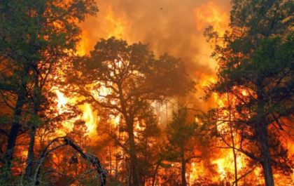 6 Perusahaan di Kalimantan yang Izinnya Dibekukan Terkait Karhutla