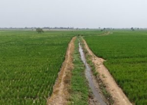 PASTIKAN AIR - Hamparan padi di area persawahan di Karawang Jawa Barat belum lama ini. Menteri PU Dody Hanggodo memerintahkan BBWS Citarum mengamankan pasokan air pertanian tersedia di tengah bencana kekeringan akibat fenomena alam El Nino. Sedikitnya, 20 pompa dikerahkan di Pakisjaya Karawang Jawa Barat yang menjadi satu di antara lokasi dengan dampak kekeringan terparah di Jawa Barat saat ini. Berikut lengkapnya, Senin (5/10/2026) BIRO KOMUNIKASI PUBLIK KEMEN PU/REPRO